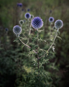 Echinops Globe Thistle Seeds