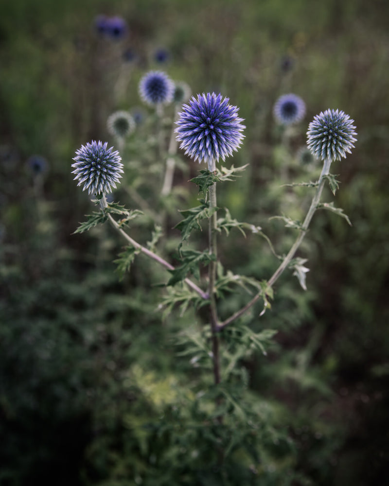 Echinops Globe Thistle Seeds