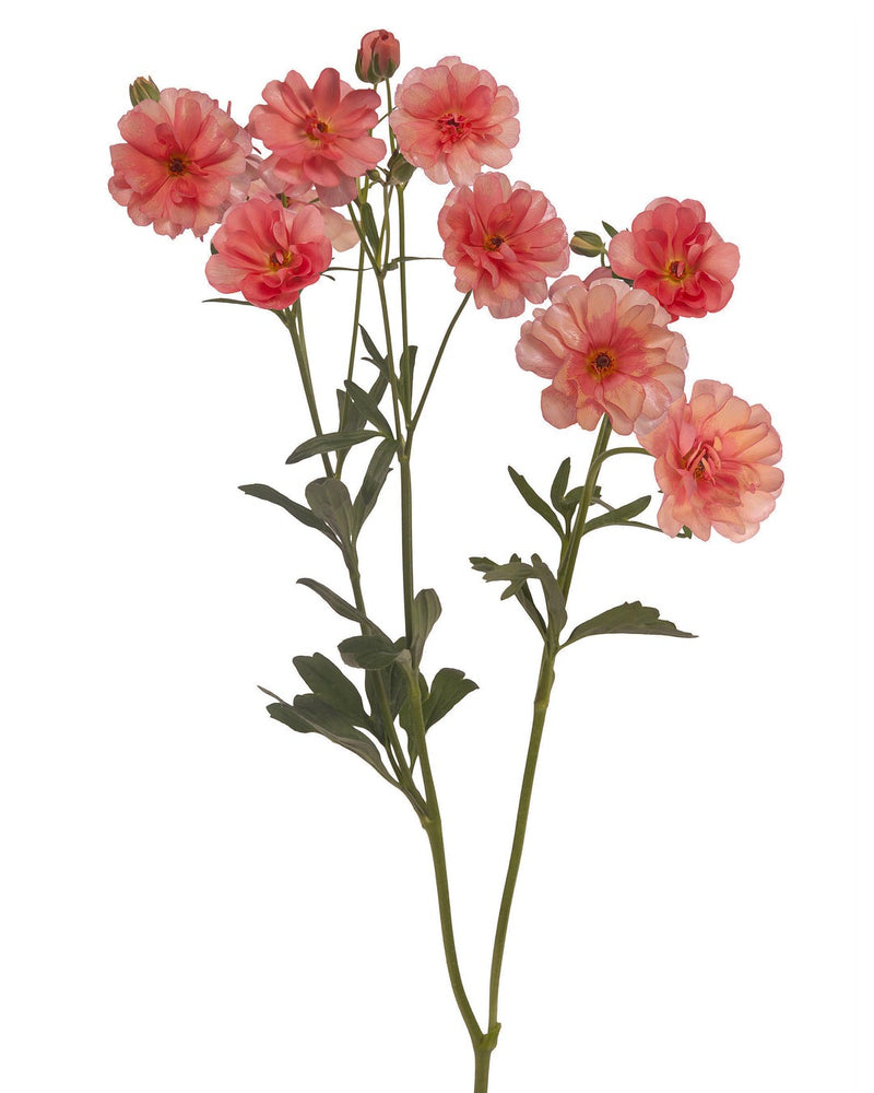 Ranunculus Butterfly™ Eris