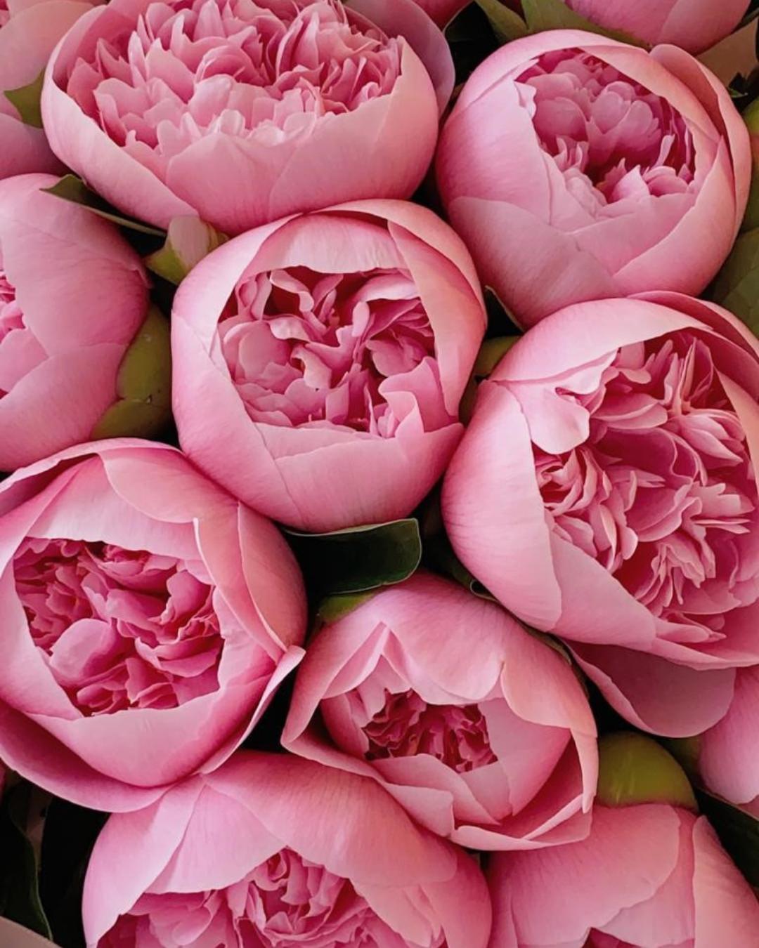 Peony 'Etched Salmon' (3-5 eye)