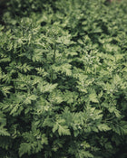 Feverfew 'Vegmo Single'