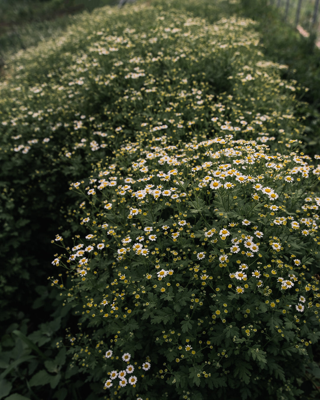 Feverfew 'Vegmo Single'