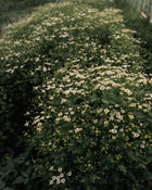 Feverfew 'Vegmo Single'