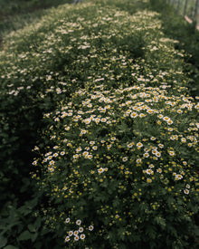 Feverfew 'Vegmo Single'