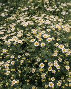 Feverfew 'Vegmo Single'