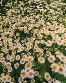 Feverfew 'Vegmo Single'