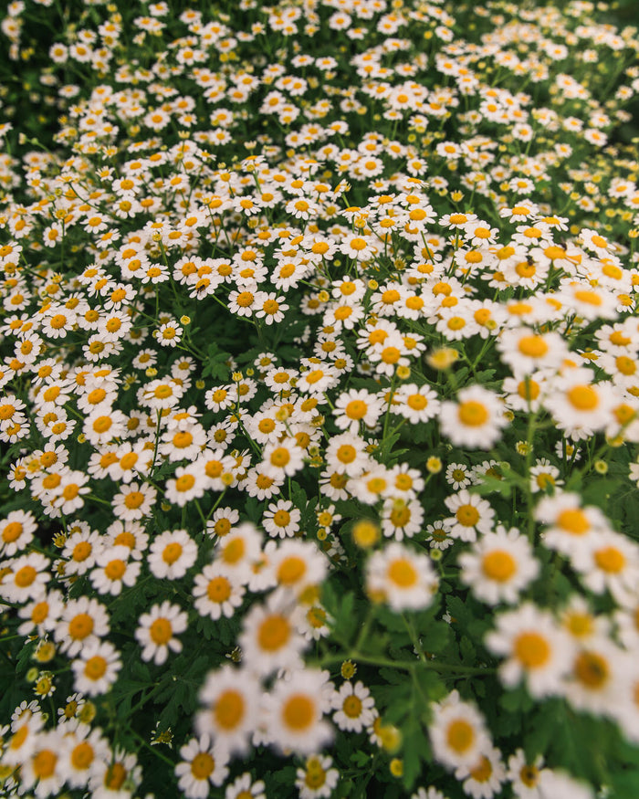 Feverfew 'Vegmo Single'