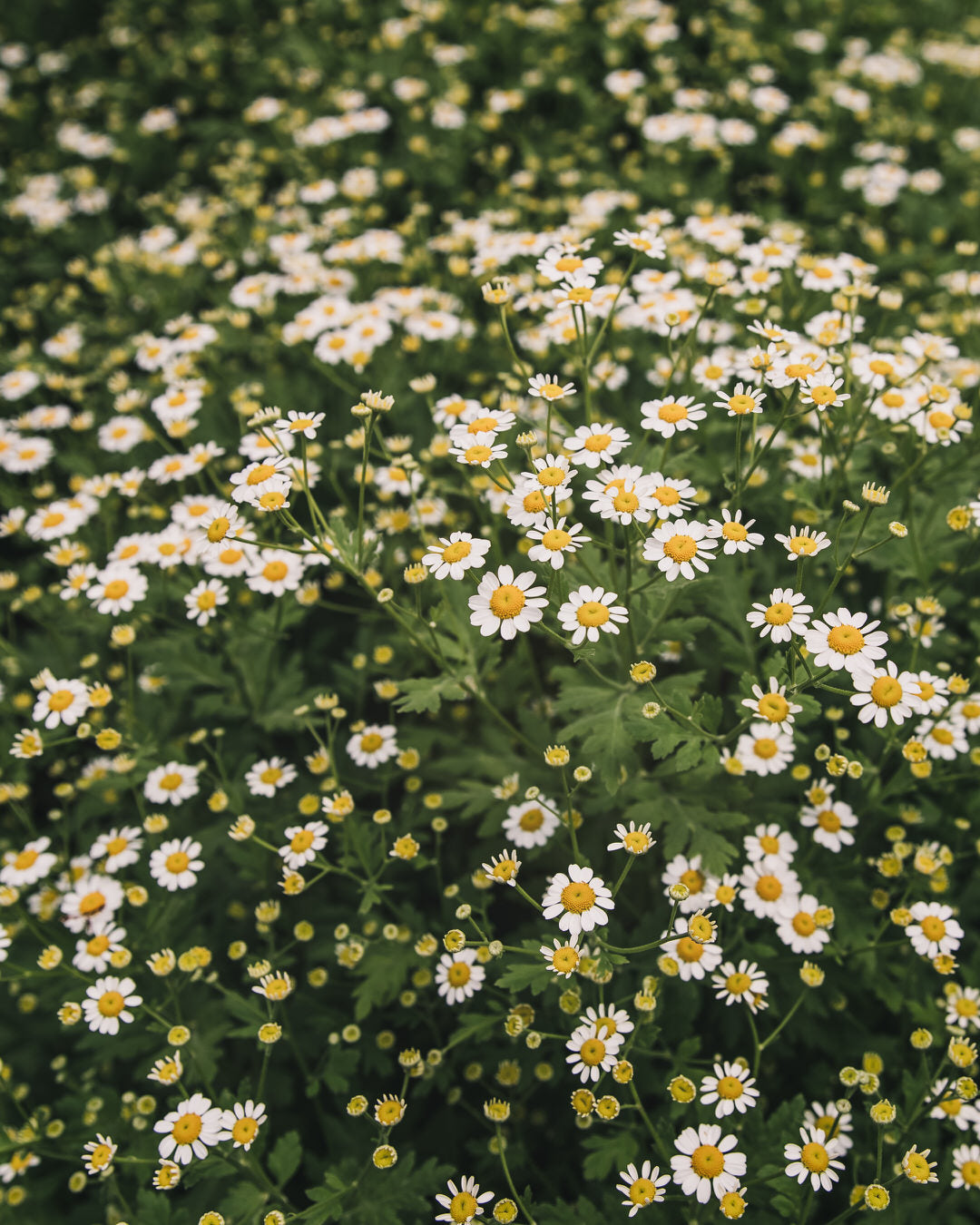 Feverfew 'Vegmo Single'