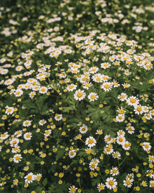 Feverfew 'Vegmo Single'