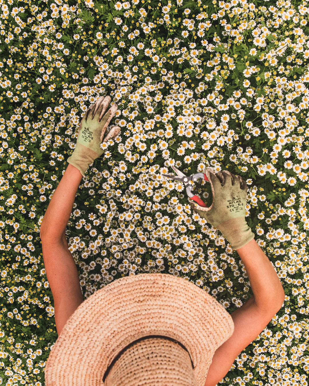 Feverfew 'Vegmo Single'