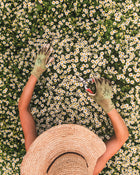 Feverfew 'Vegmo Single'