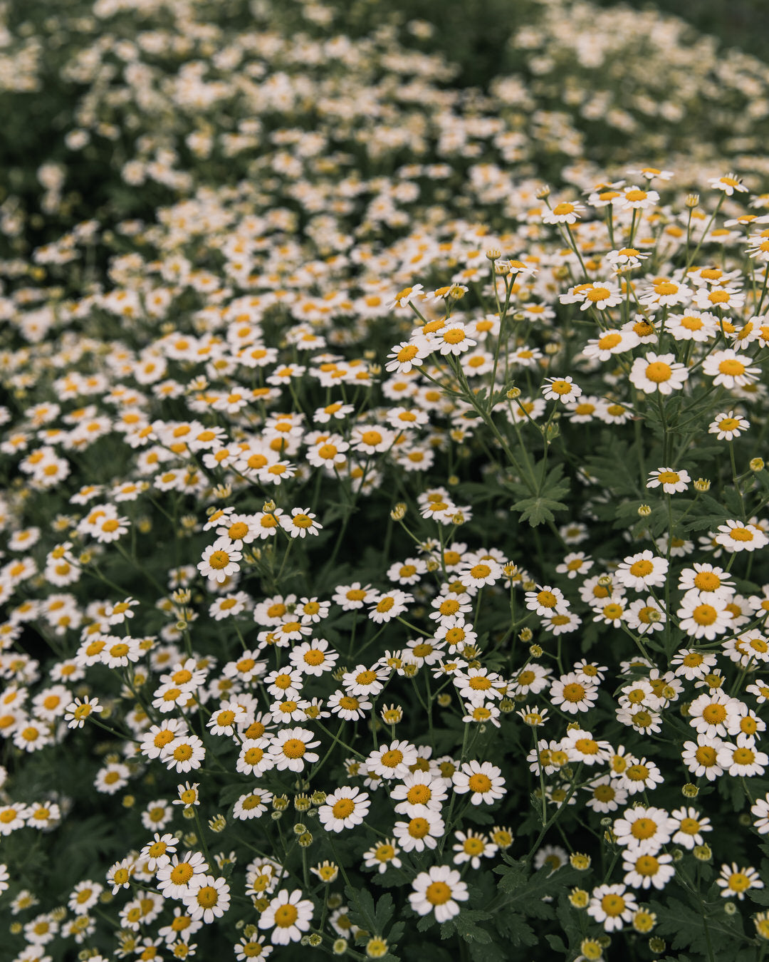 Feverfew 'Vegmo Single'