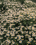 Feverfew 'Vegmo Single'