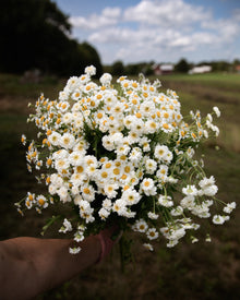 Feverfew 'Vegmo Single'