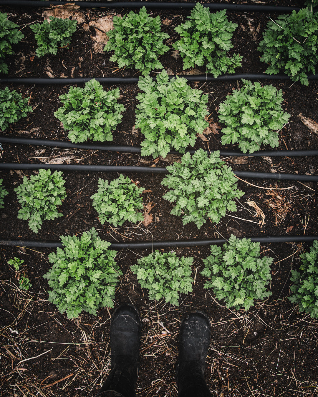 Feverfew 'Vegmo Single'