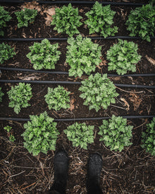 Feverfew 'Vegmo Single'