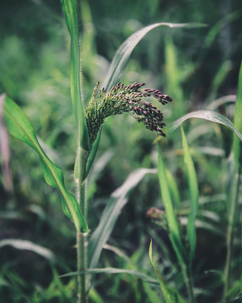 Ornamental Grass 'Green Drops'