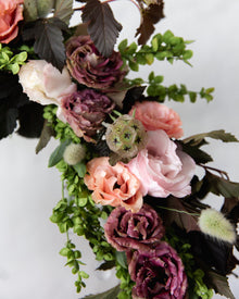 Scabiosa 'Starflower'