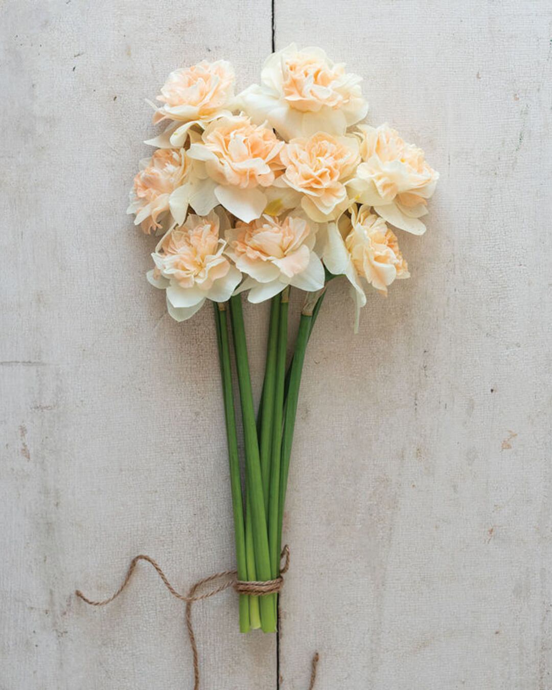 Narcissus 'Flower Surprise'