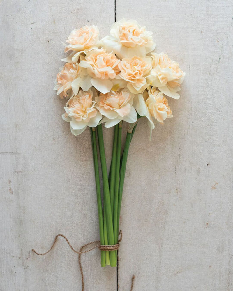 Narcissus 'Flower Surprise'