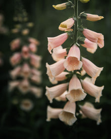 Foxglove 'Dalmatian Peach' seeds