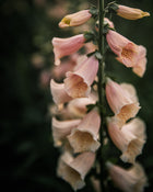 Foxglove 'Dalmatian Peach' seeds