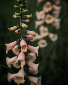 Foxglove 'Dalmatian Peach' seeds