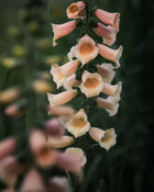 Foxglove 'Dalmatian Peach' seeds