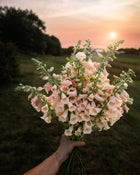 Foxglove 'Dalmatian Peach' seeds