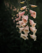 Foxglove 'Dalmatian Peach' seeds