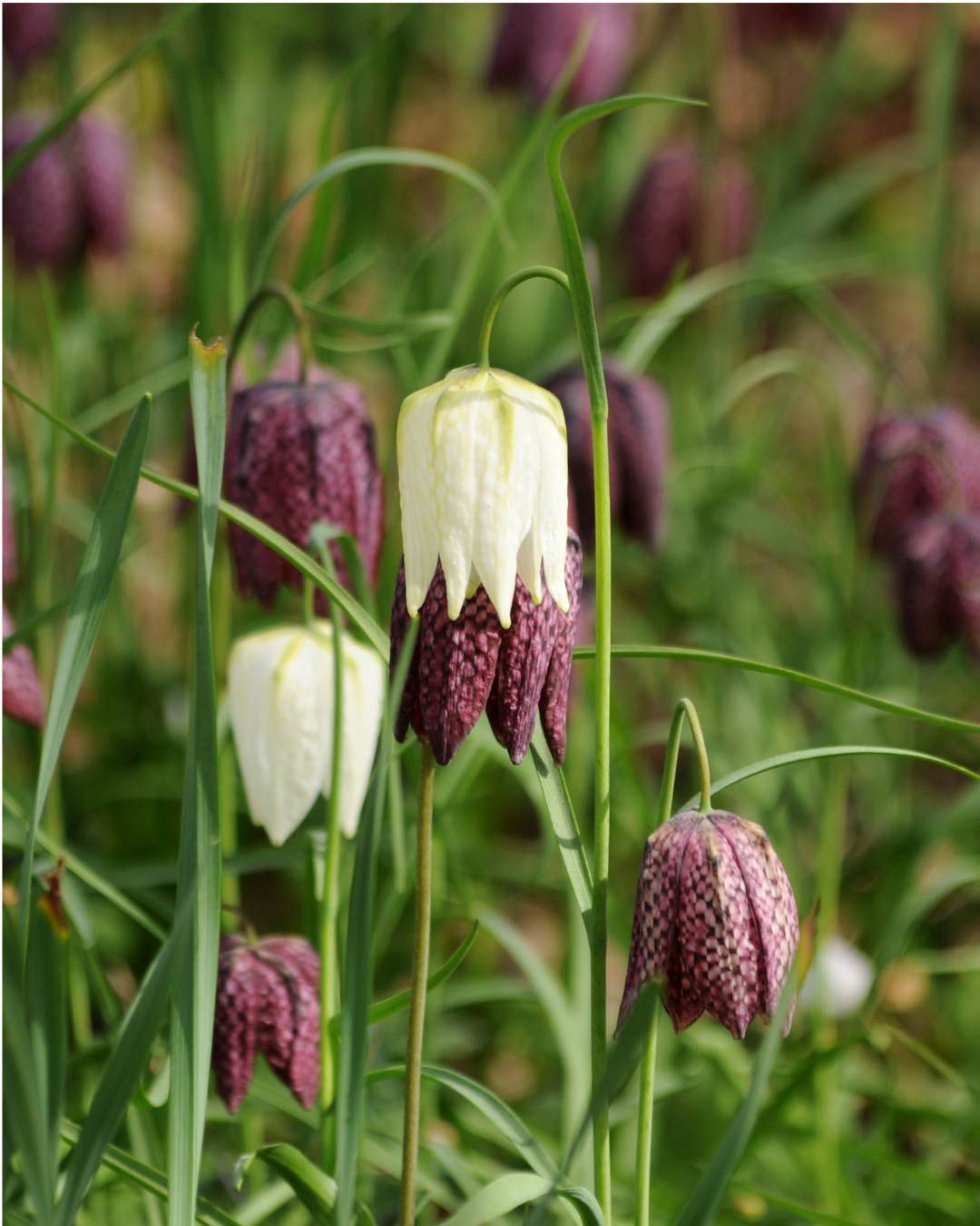 Fritillaria ‘Meleagris Mixed’
