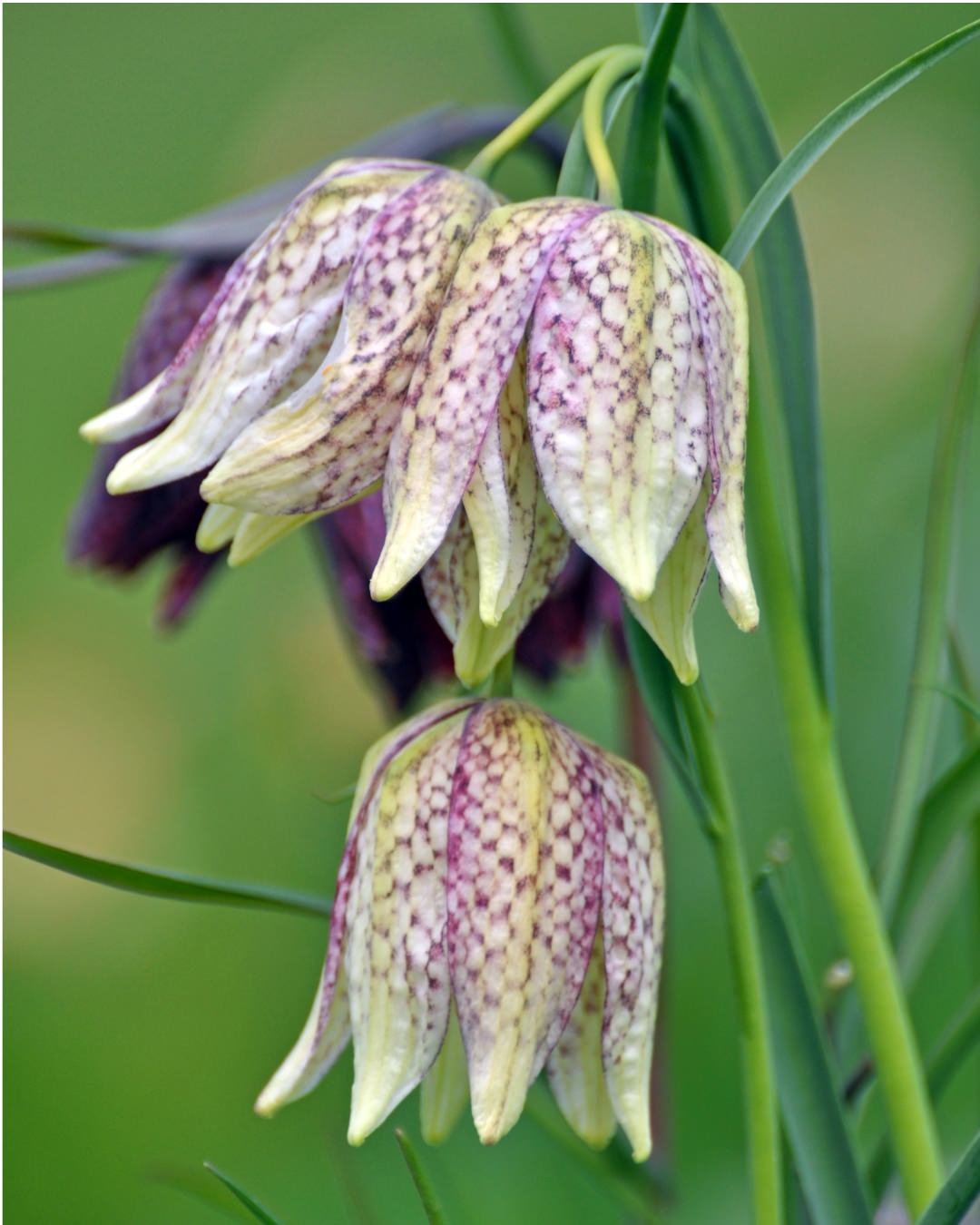 Fritillaria ‘Meleagris Mixed’