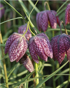 Fritillaria ‘Meleagris Mixed’