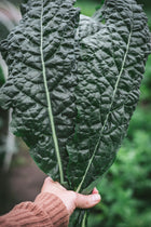 Kale Nero di Toscano Seeds