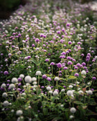 Gomphrena 'QIS™ Formula Mix'