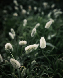 Ornamental Grass 'Bunny Tails'