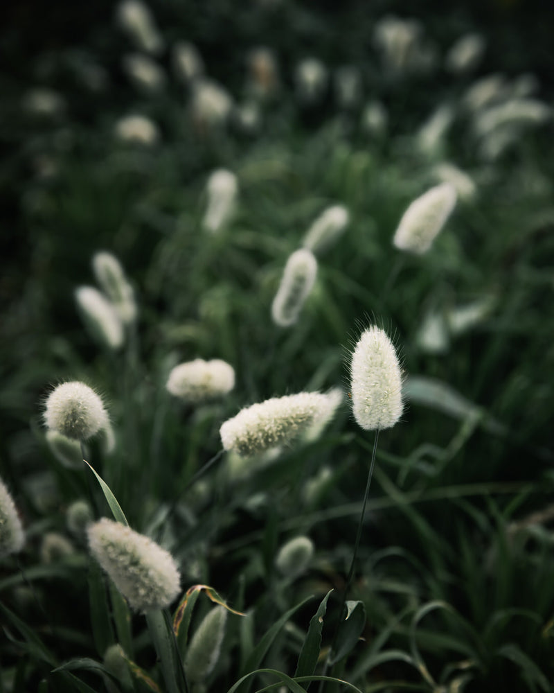 Ornamental Grass 'Bunny Tails'