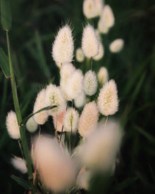 Ornamental Grass 'Bunny Tails'