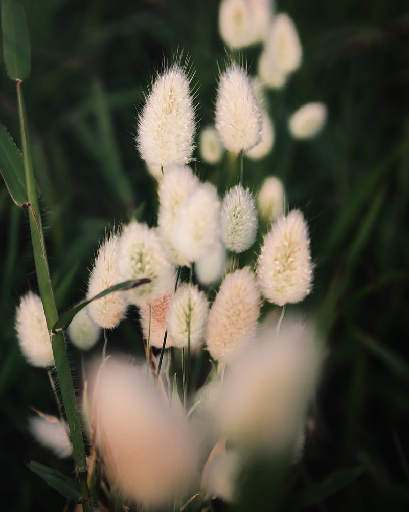 Ornamental Grass 'Bunny Tails'