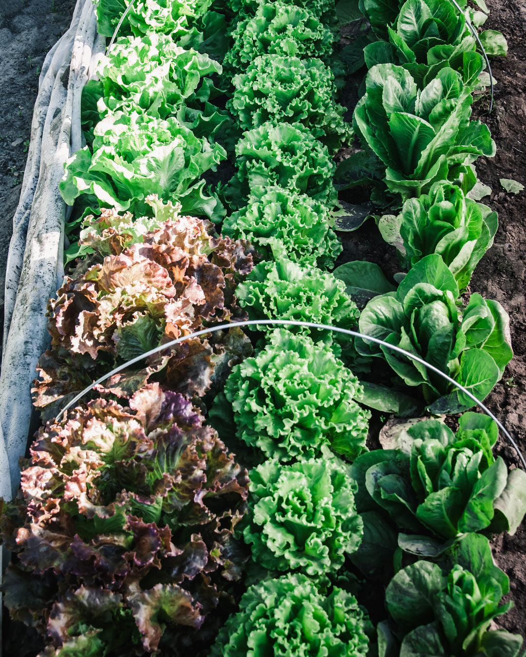 Lettuce 'Sunland'