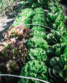 Lettuce 'Sunland'