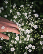 Gypsophila 'Covent Garden Market'