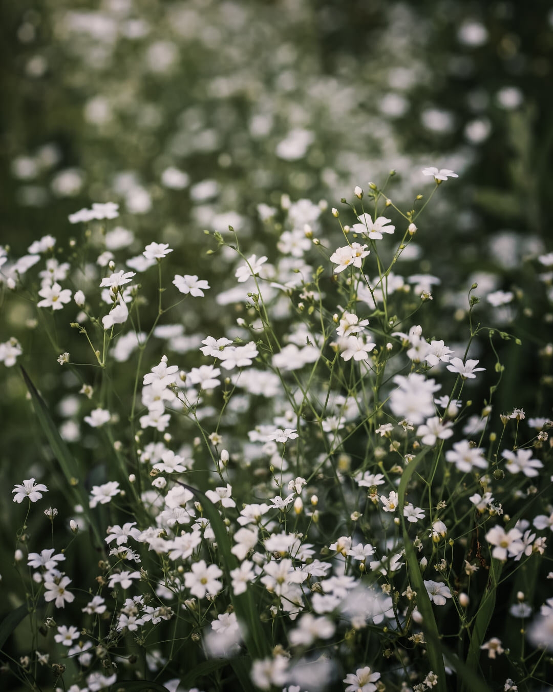 Gypsophila 'Covent Garden Market'