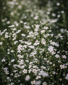 Gypsophila 'Covent Garden Market'