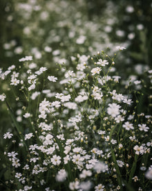 Gypsophila 'Covent Garden Market'