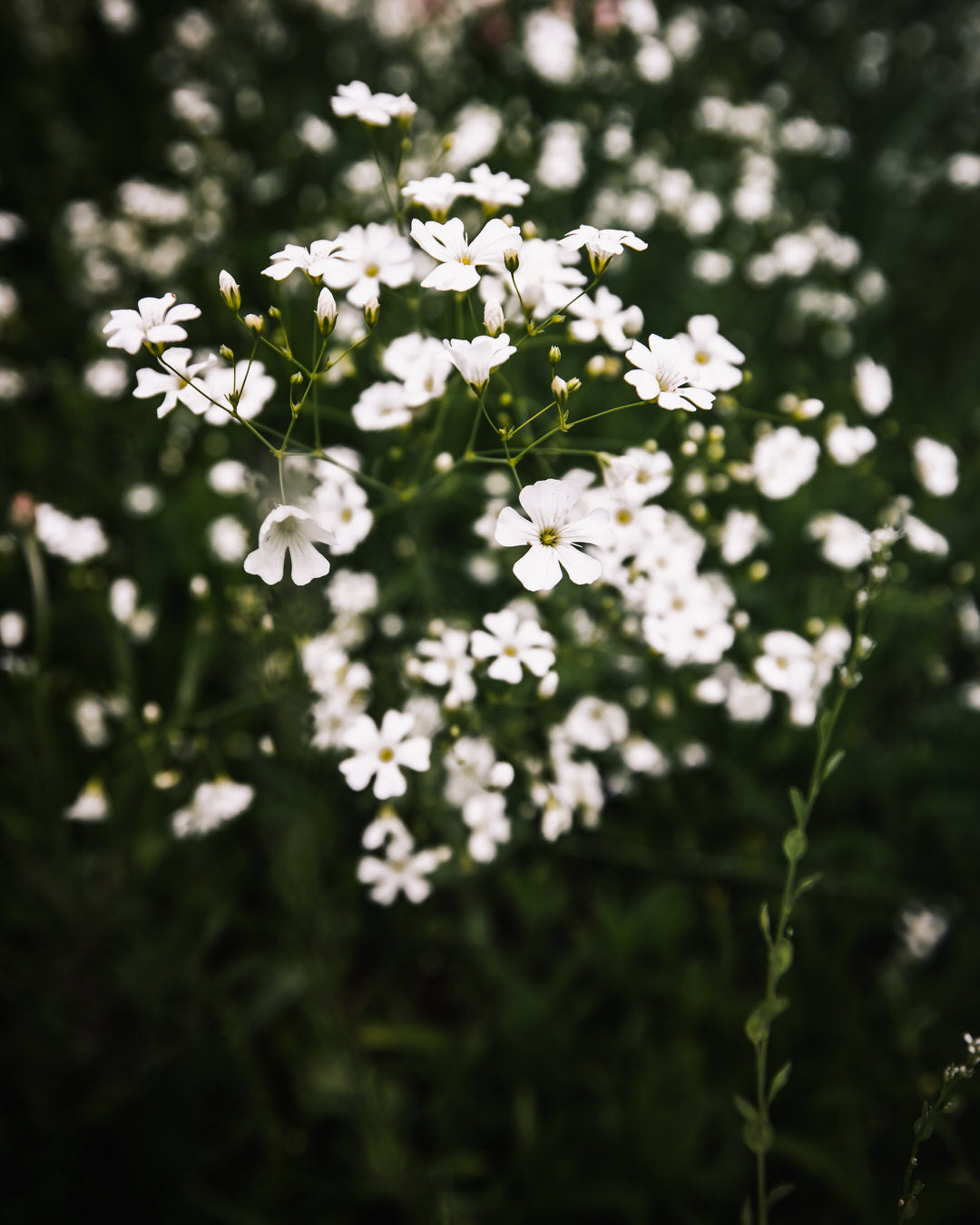 Gypsophila 'Covent Garden Market'