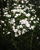 Gypsophila 'Covent Garden Market'