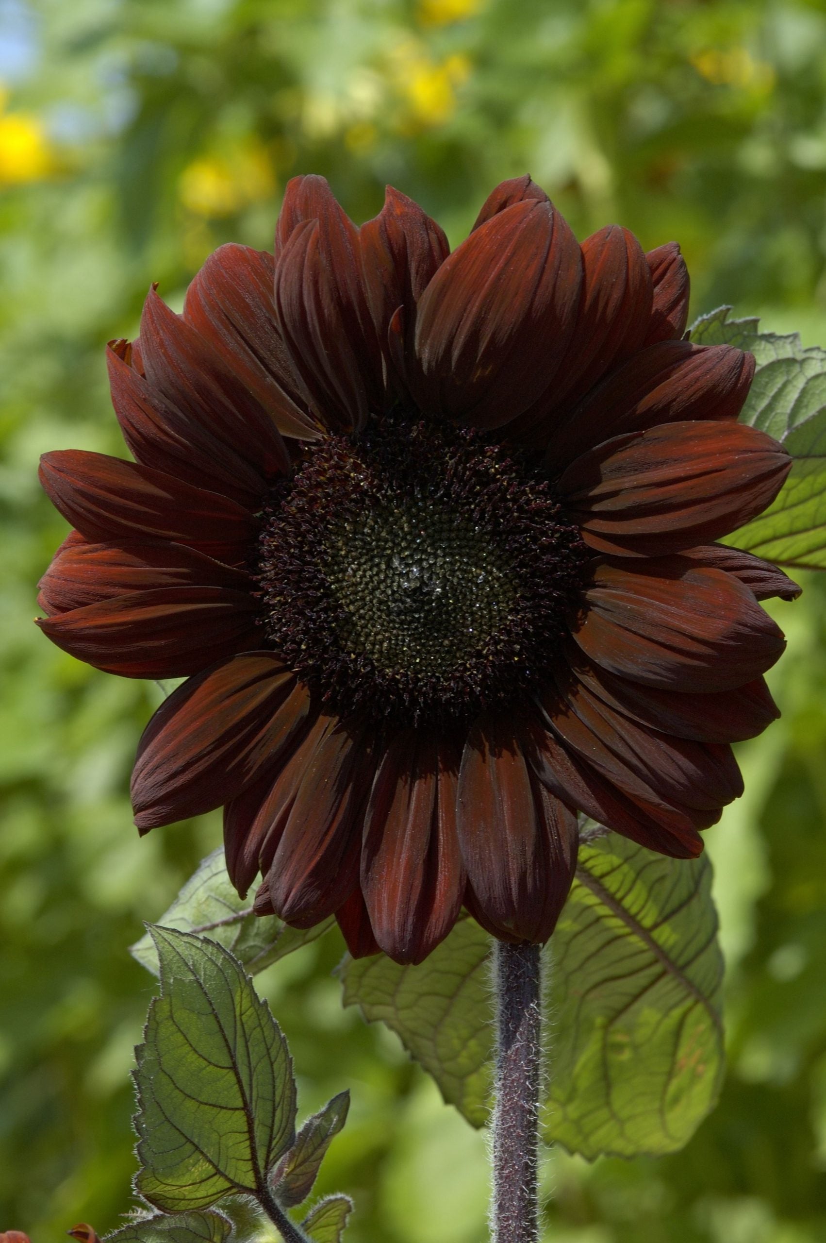 Sunflower 'Claret'