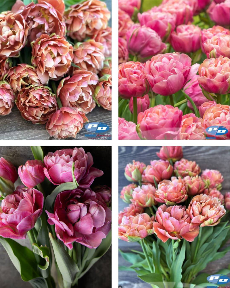 Tulip 'Henkie Penkie' (Mix)