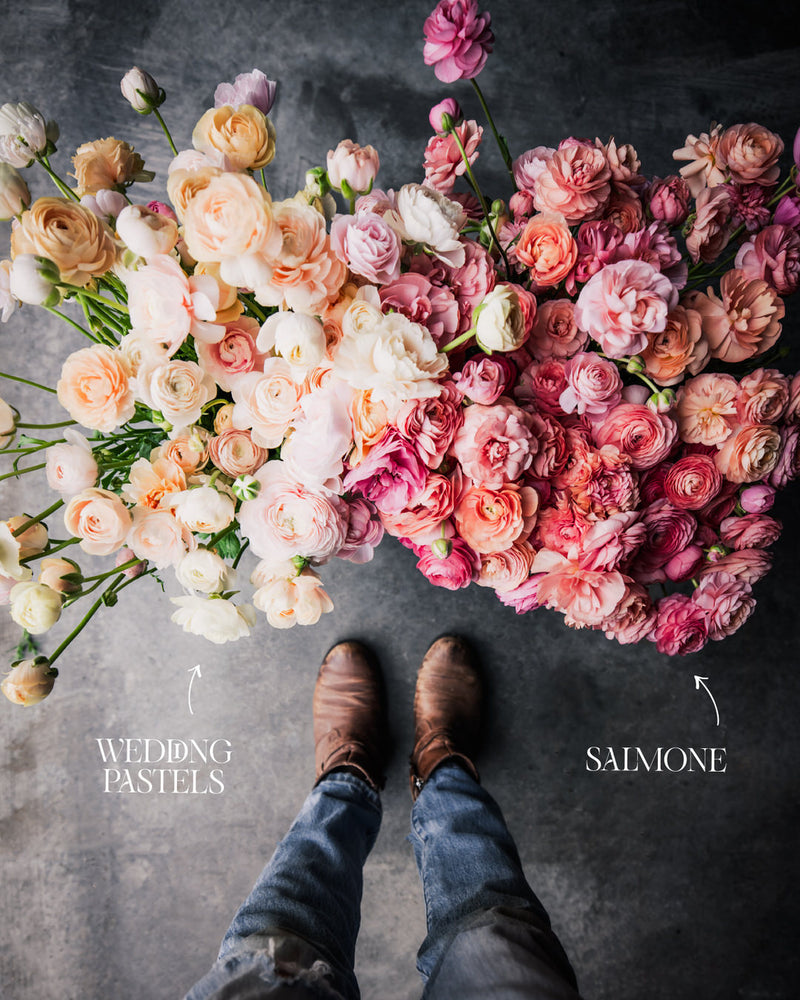 Ranunculus Italian Elegance Salmone®